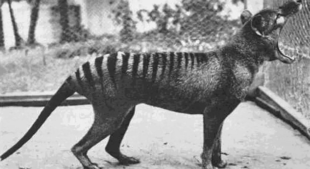 Tasmanian Tiger